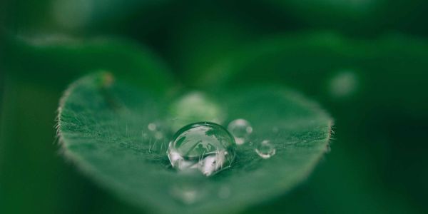 feuille verte illustrant l’engagement écologique d’HYGEA SERVICES